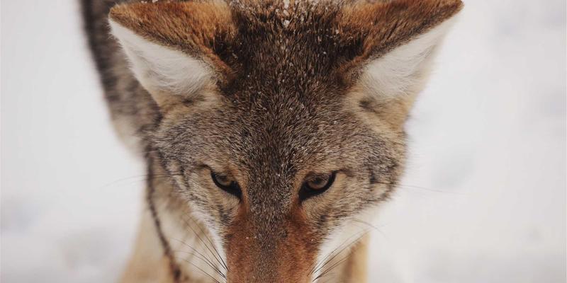 周易与法律思想：从讼卦与噬嗑卦看传统司法智慧与现代法治