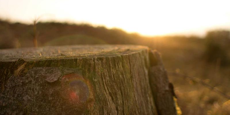 周易第34卦大壮：刚健而动，占卜中的进取智慧与风险警示